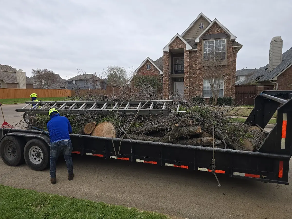 Expert Tree Removal with proper safety equipment in Hornbrook